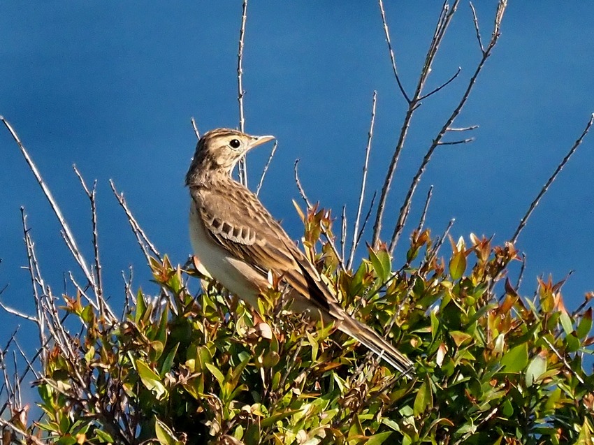 Calandro maggiore (Anthus richardi)